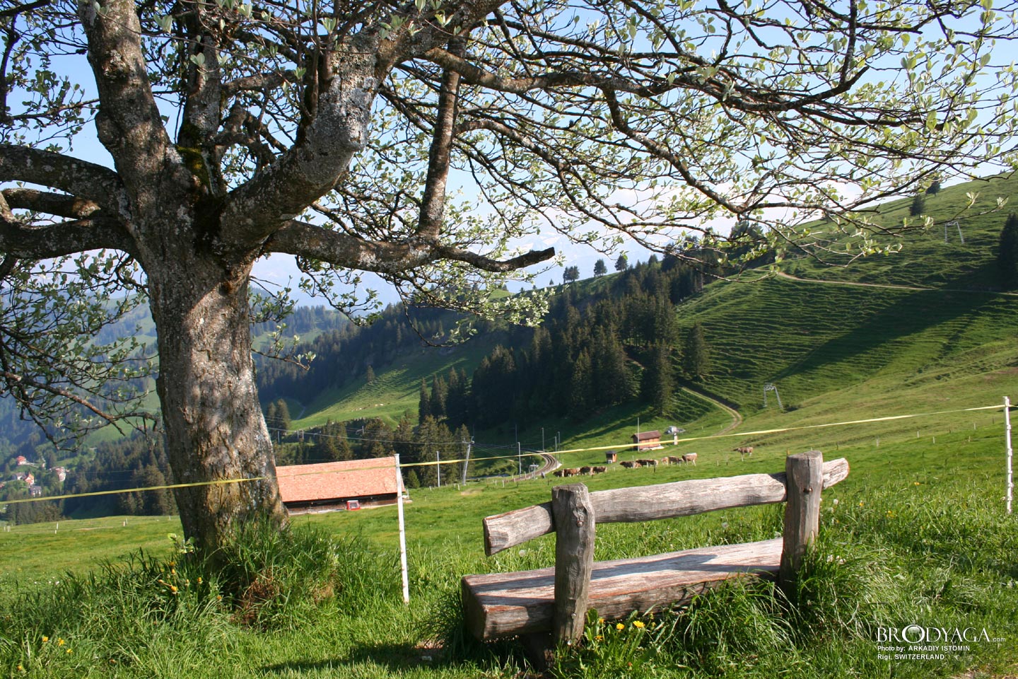 Rigi